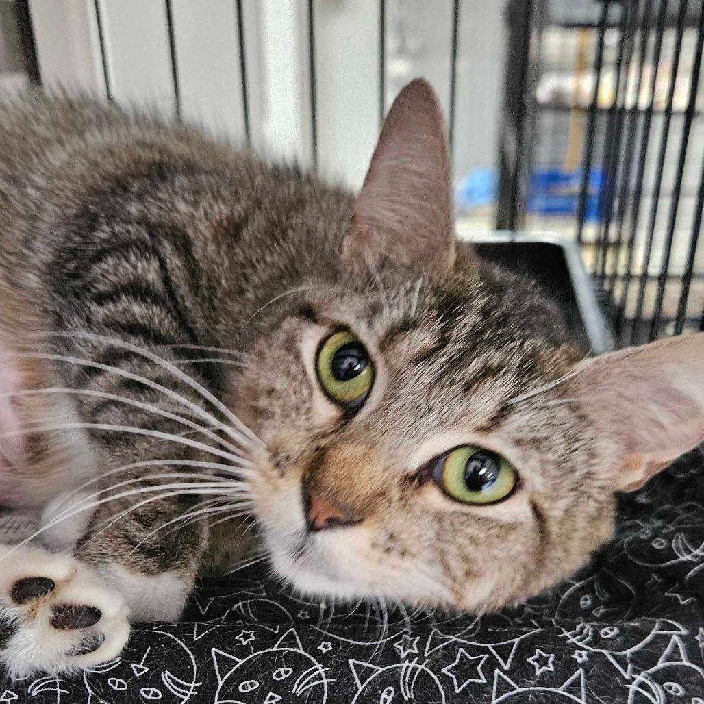 Charlotte -Union Petsense