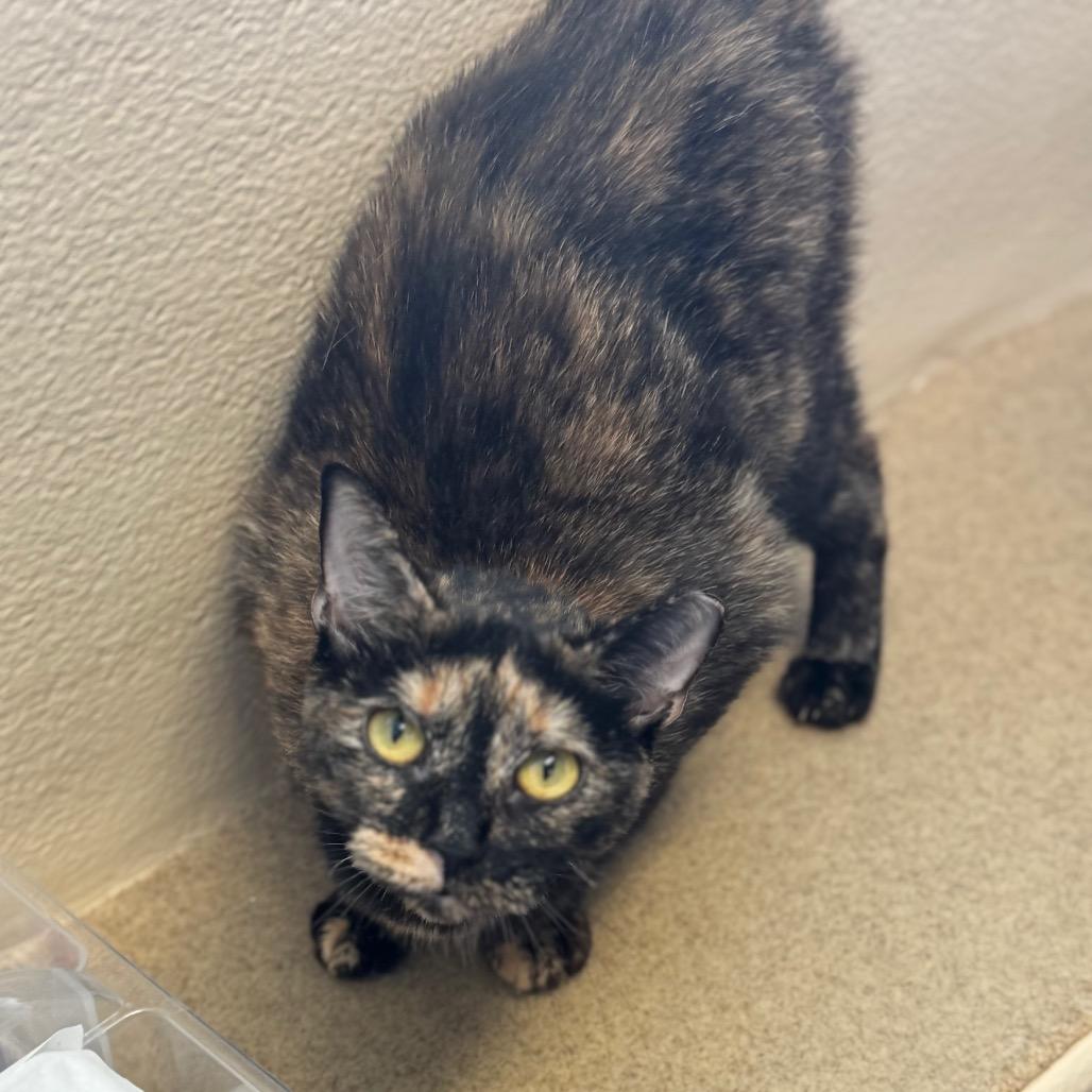Tawny - IN FOSTER