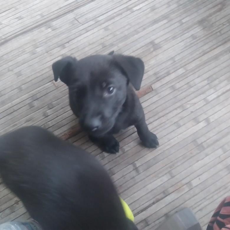 Buddy 