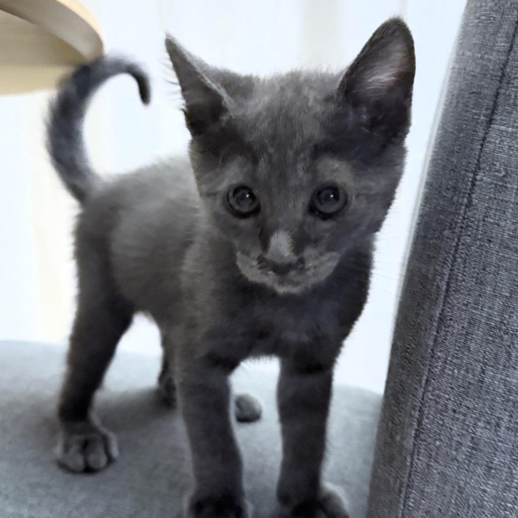 Beau