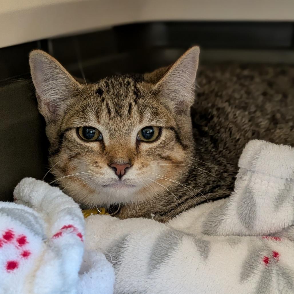 Primrose-Tiny Spirit Kitten 