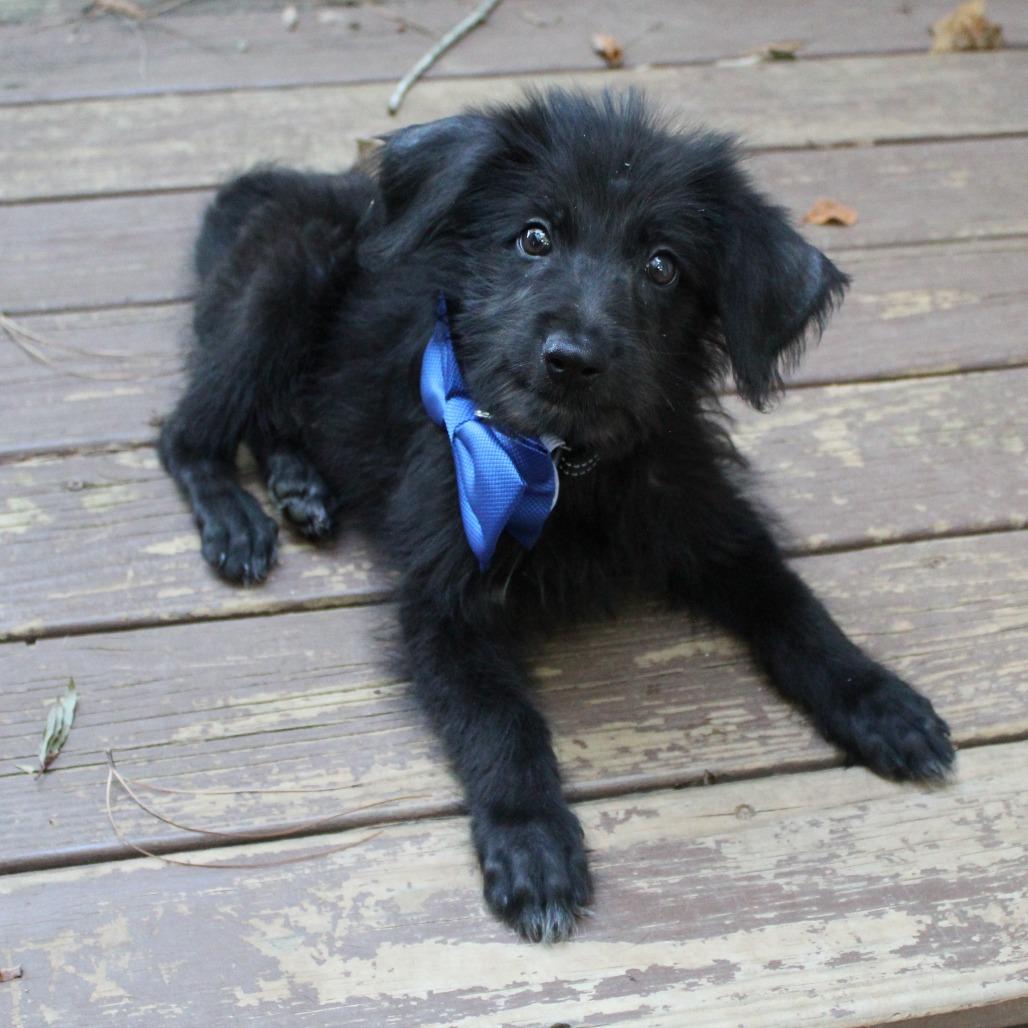 Auggie