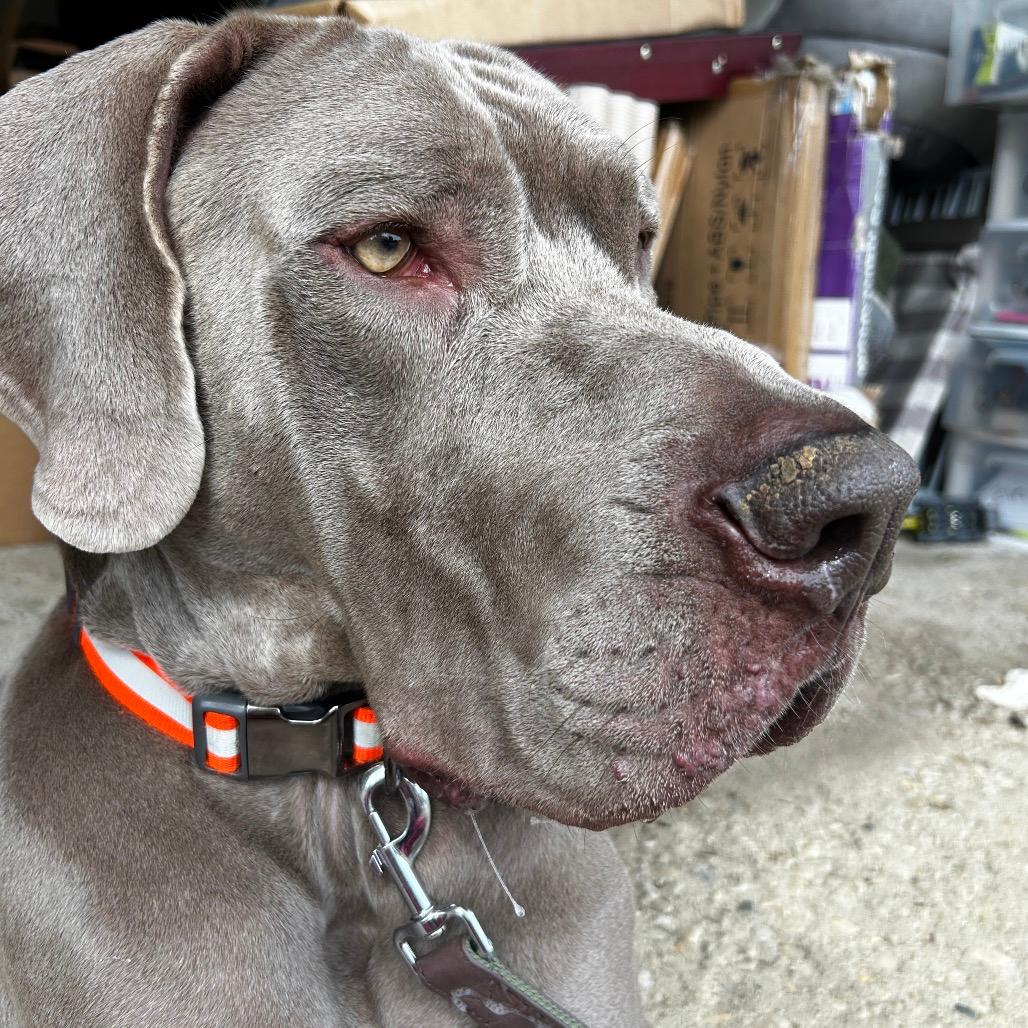 Sampson
