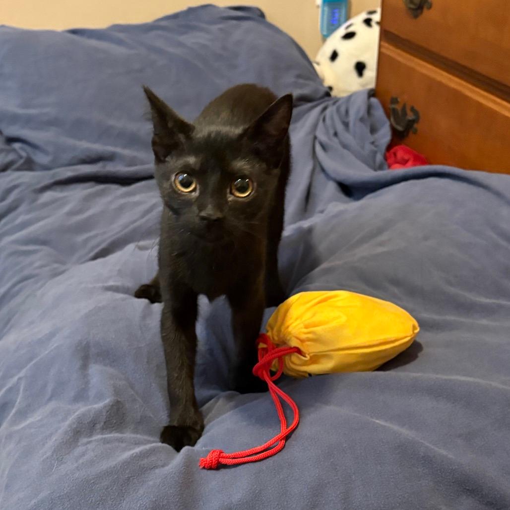 Baguette (home adoption)