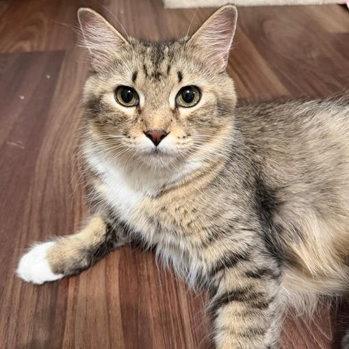 Jessie - In Foster To Adopt