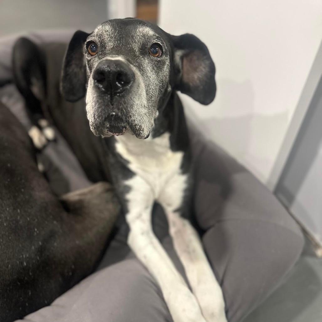 Zora