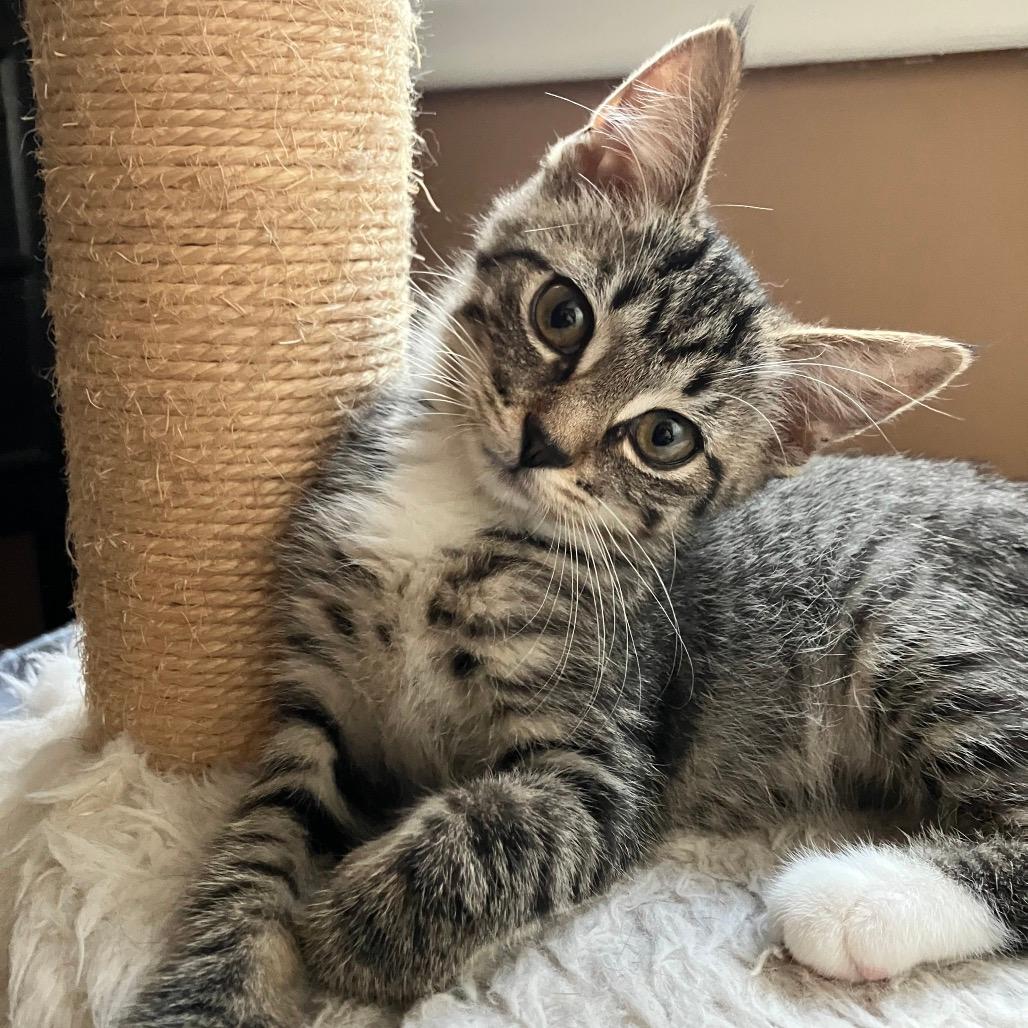 Purrlina