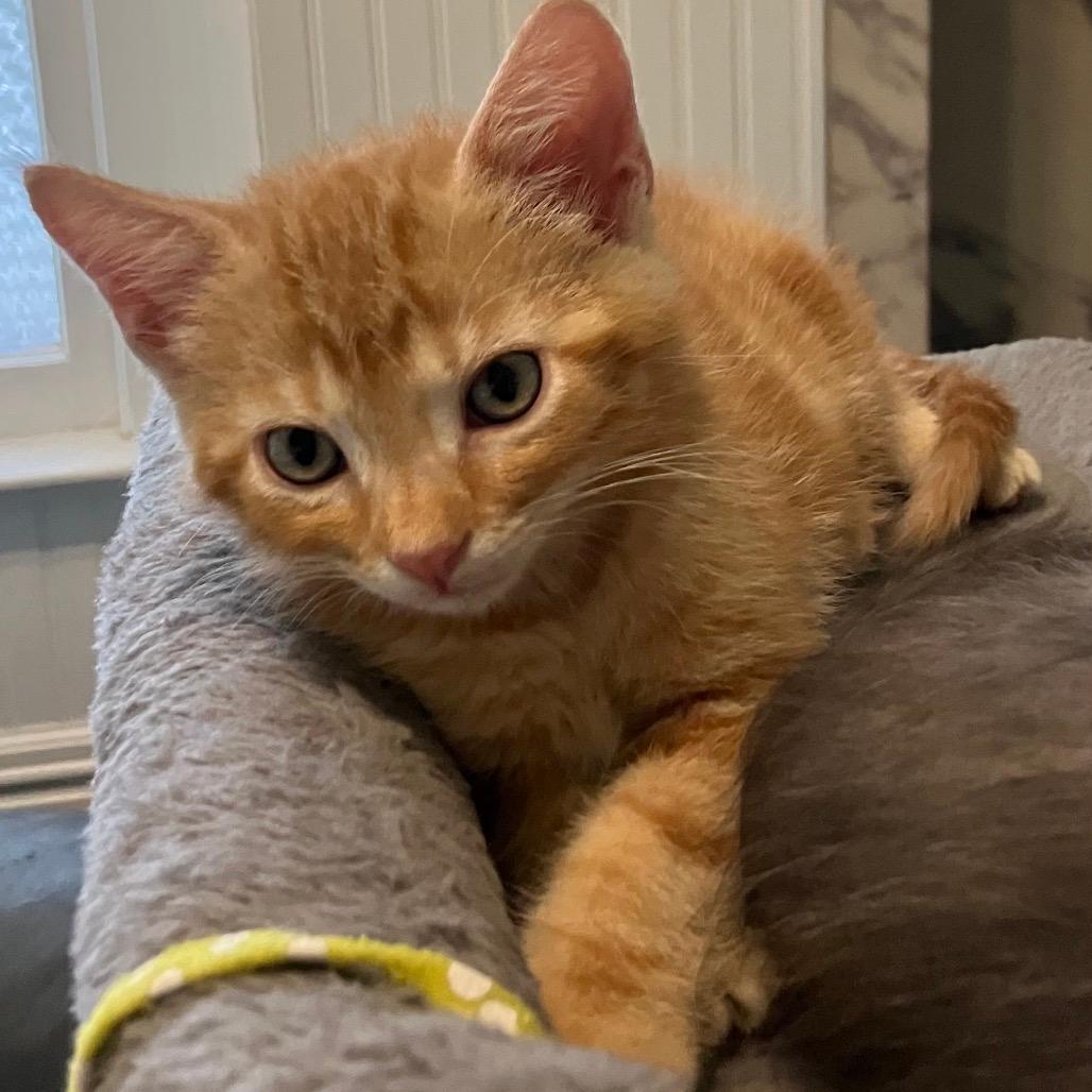 Pumpkin