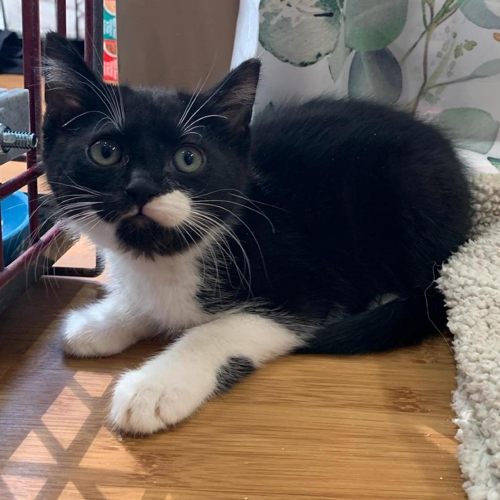 Oreo