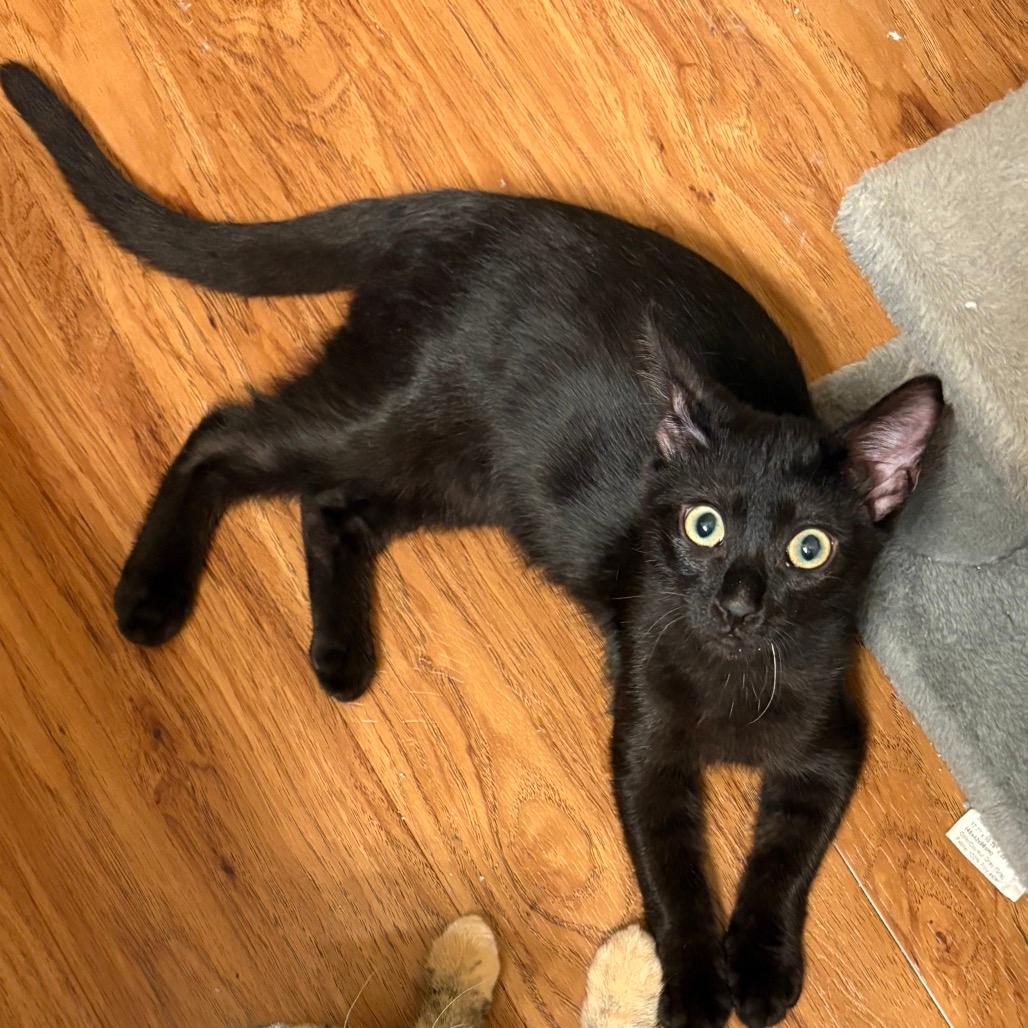 Croissant (home adoption)