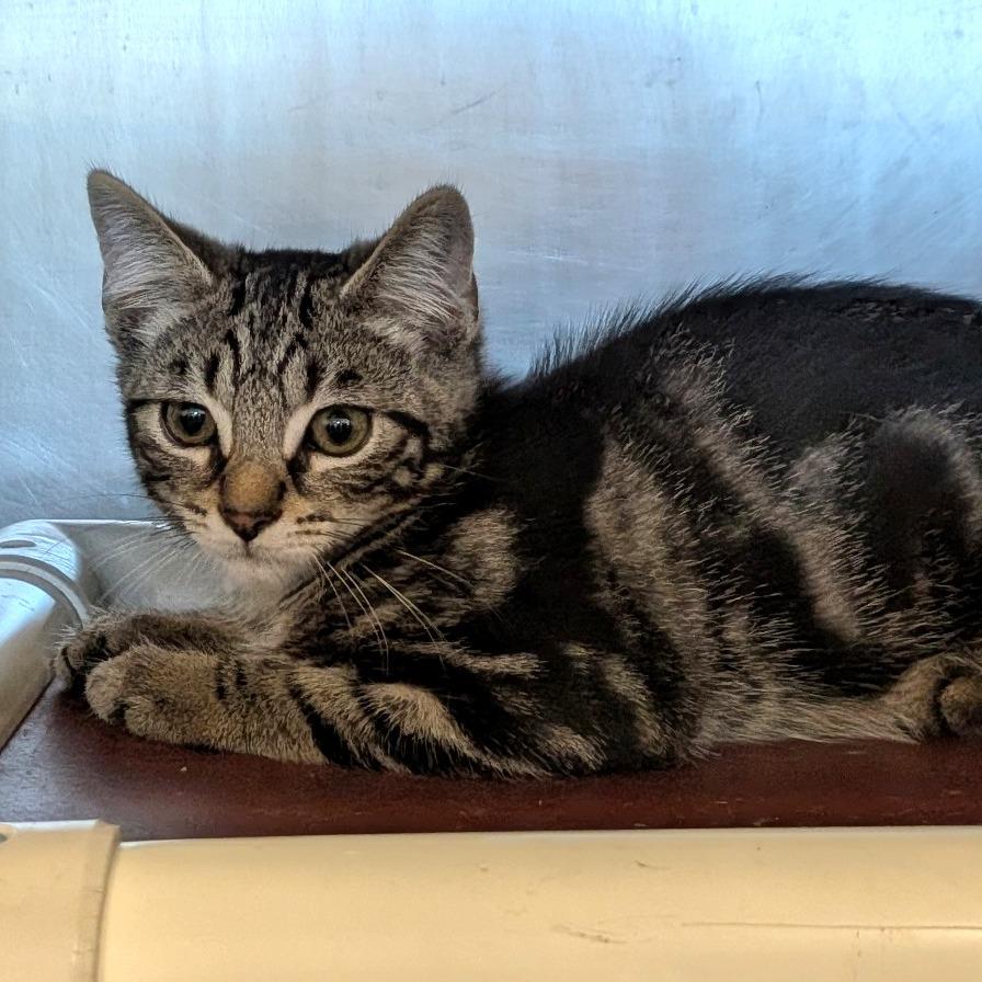 Snapdragon-Tiny Spirit Kitten 