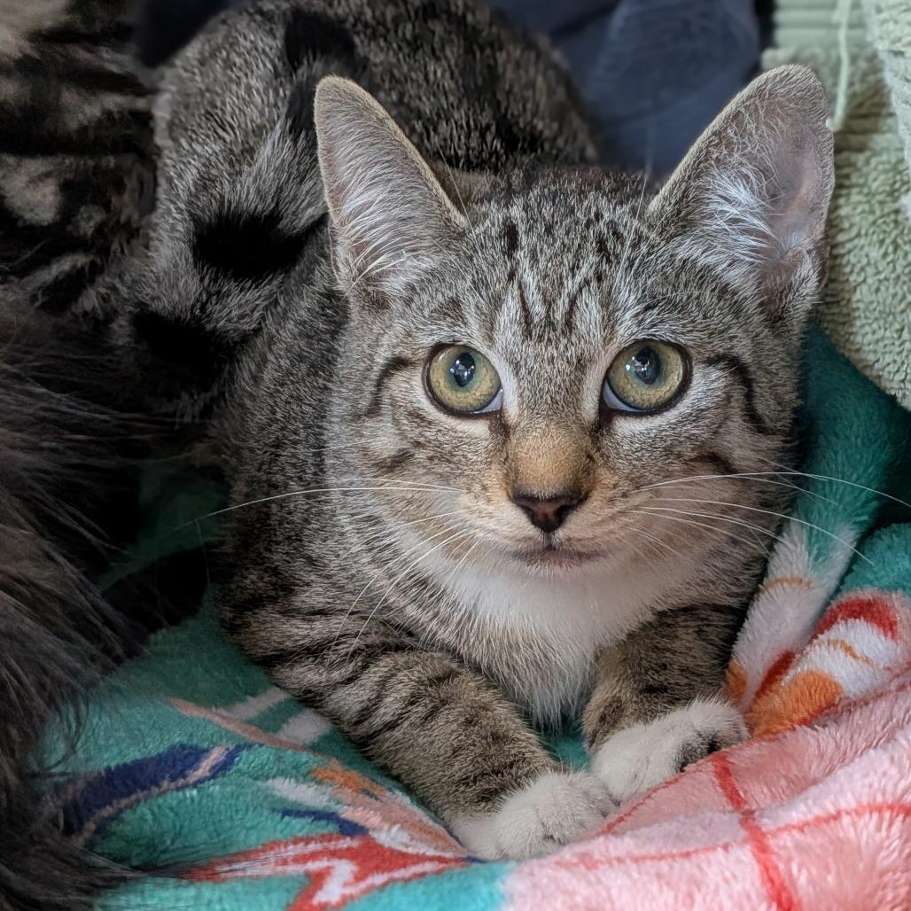 Hydrangea-Tiny Spirit Kitten