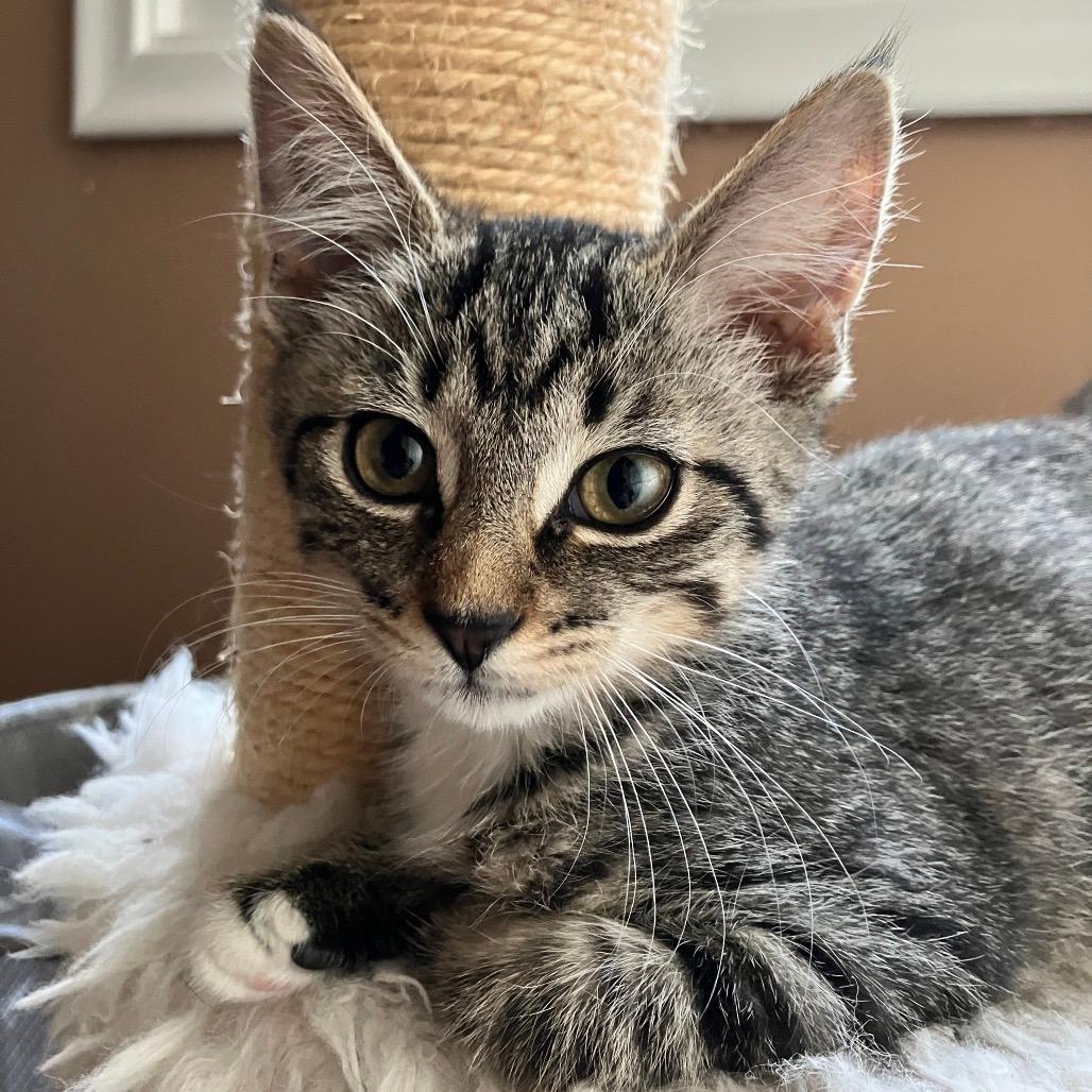 Purrlina