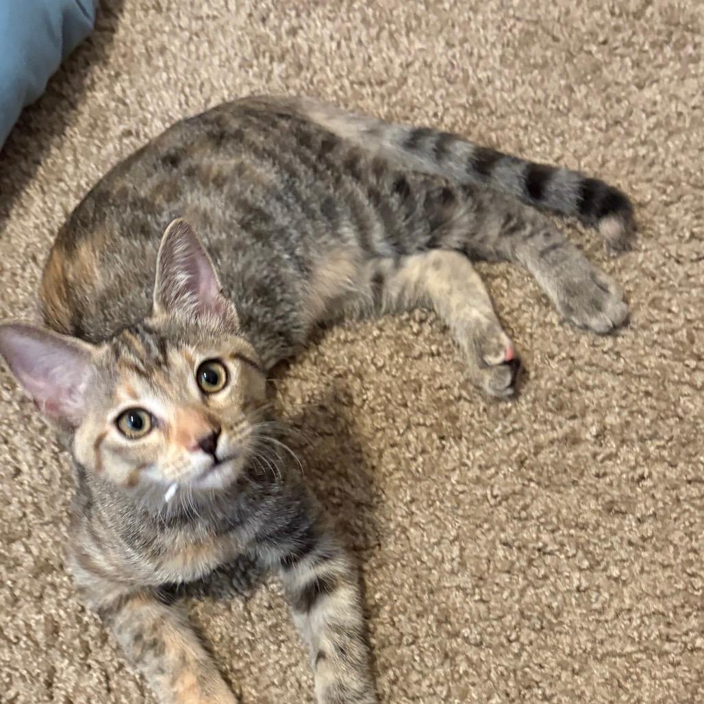 Eclair (home adoption)