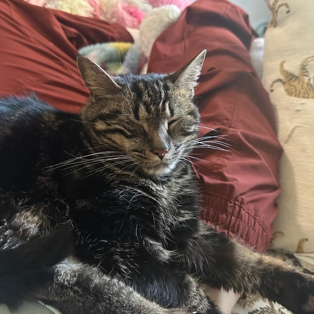 Esme - IN FOSTER