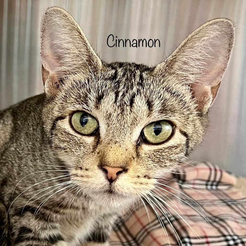 Cinnamon