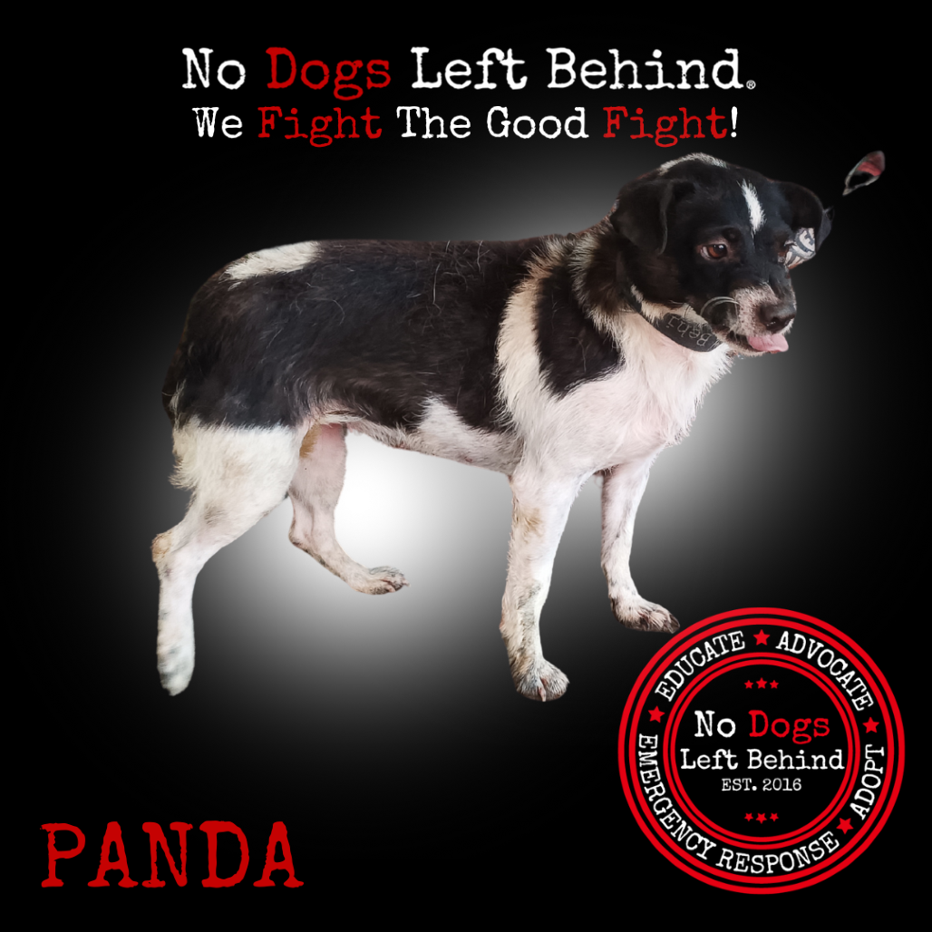 Panda 4195