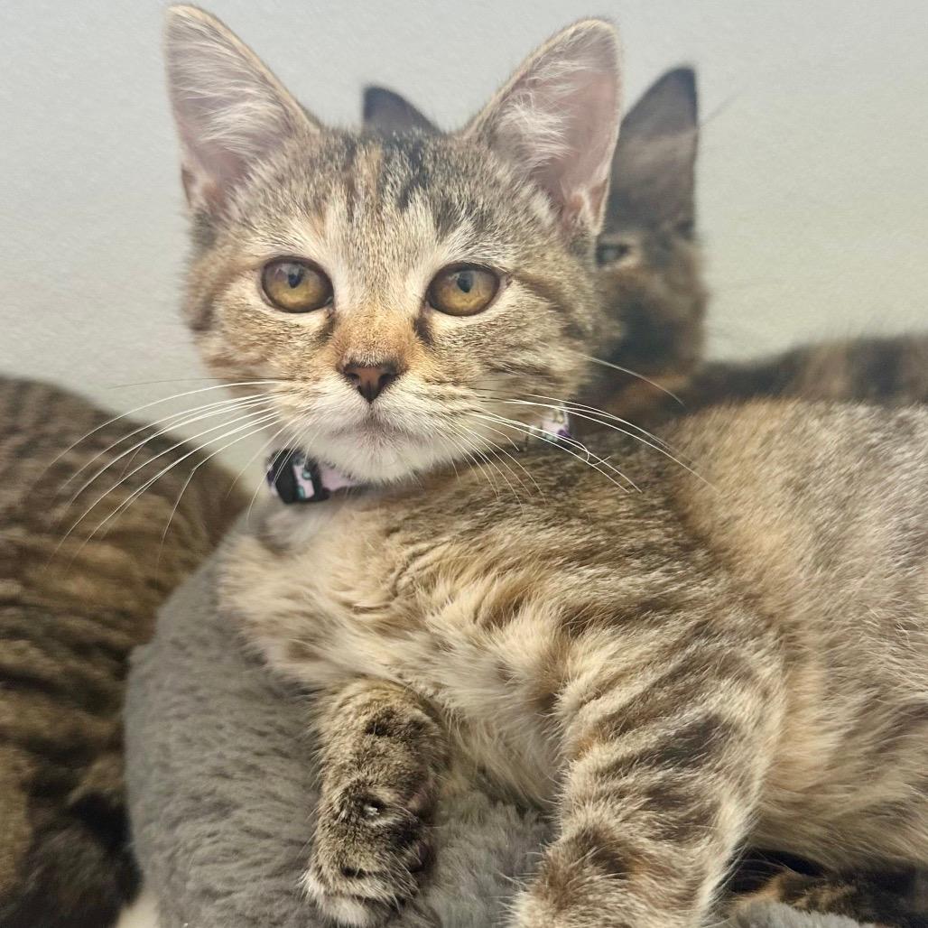 Elderberry - Eureka Petsense