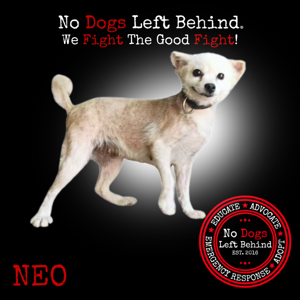Neo 4196
