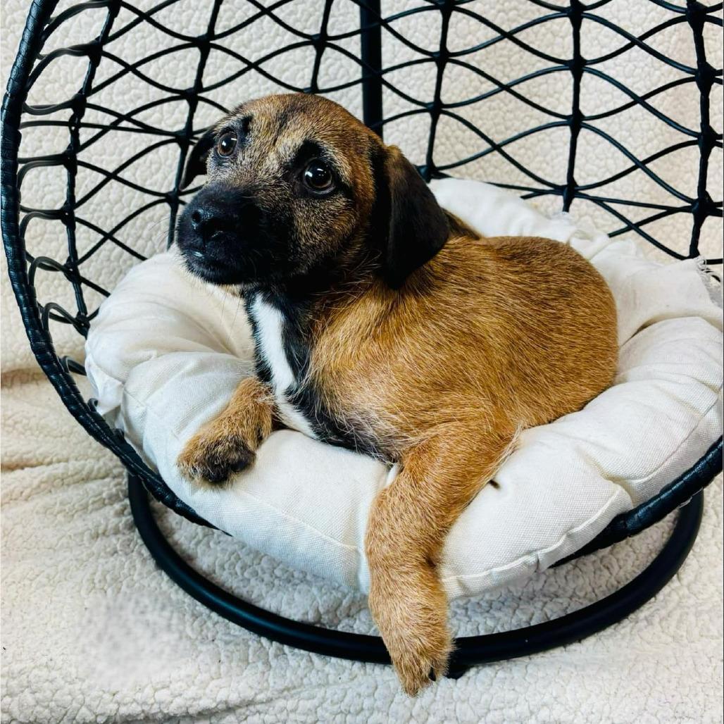 Bo