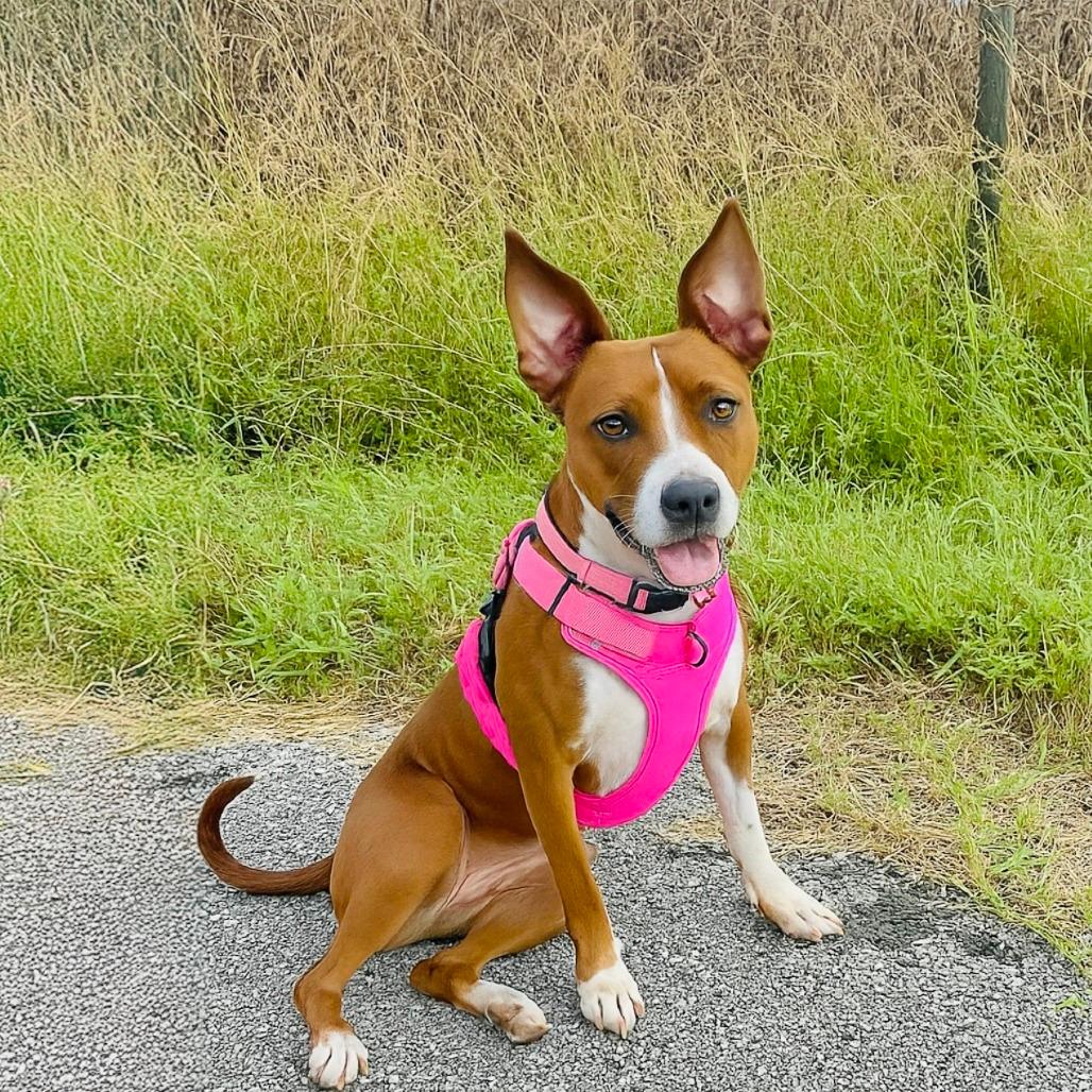 Piper
