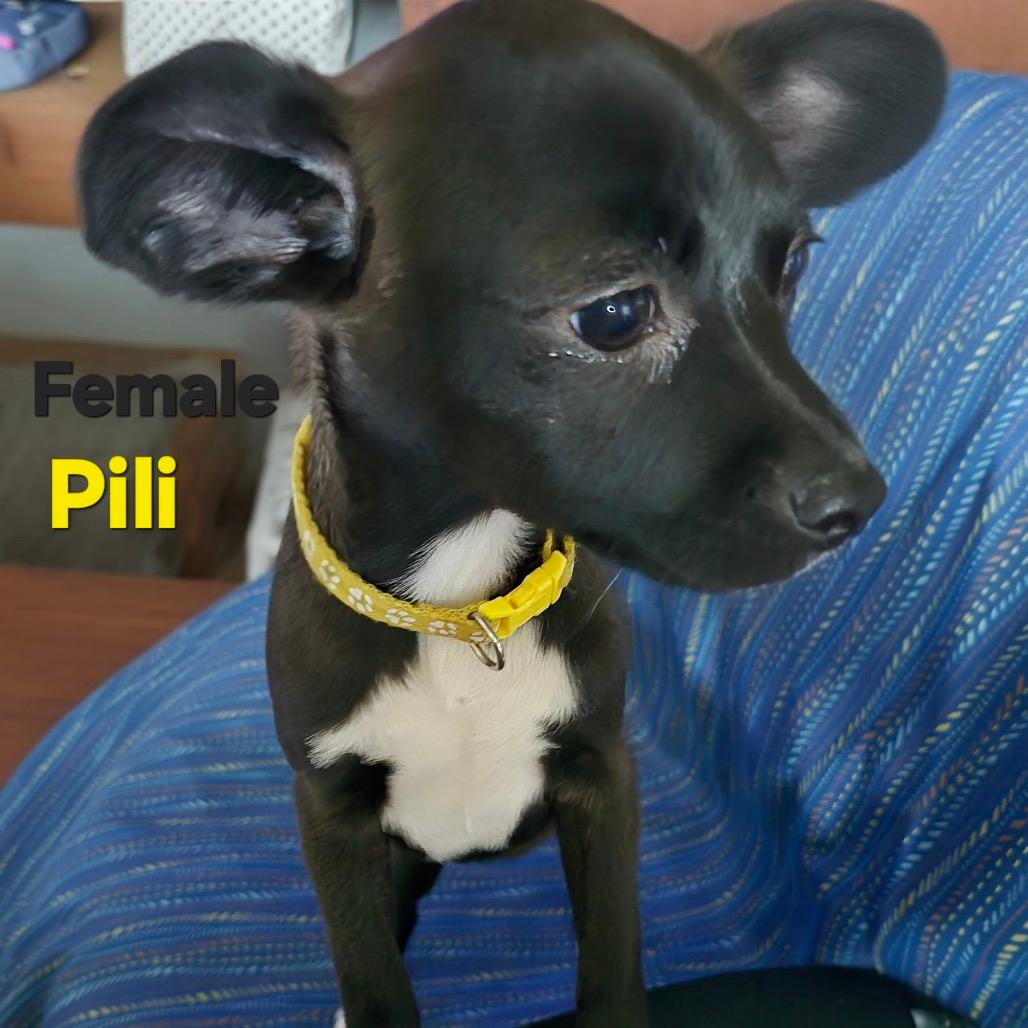Pili