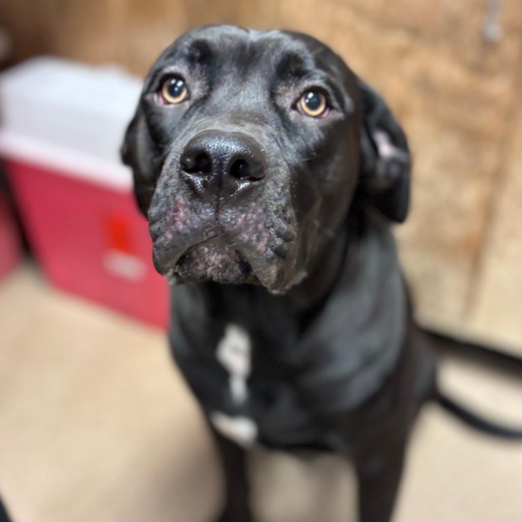 Cooper
