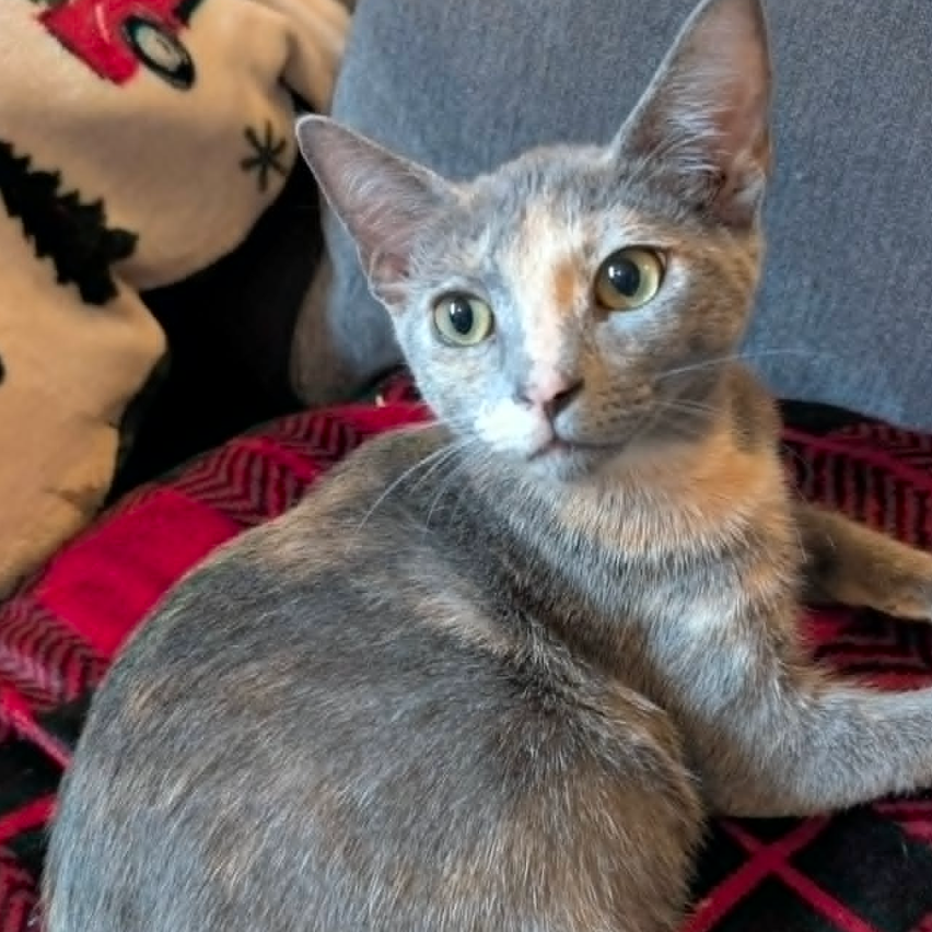 Artemis