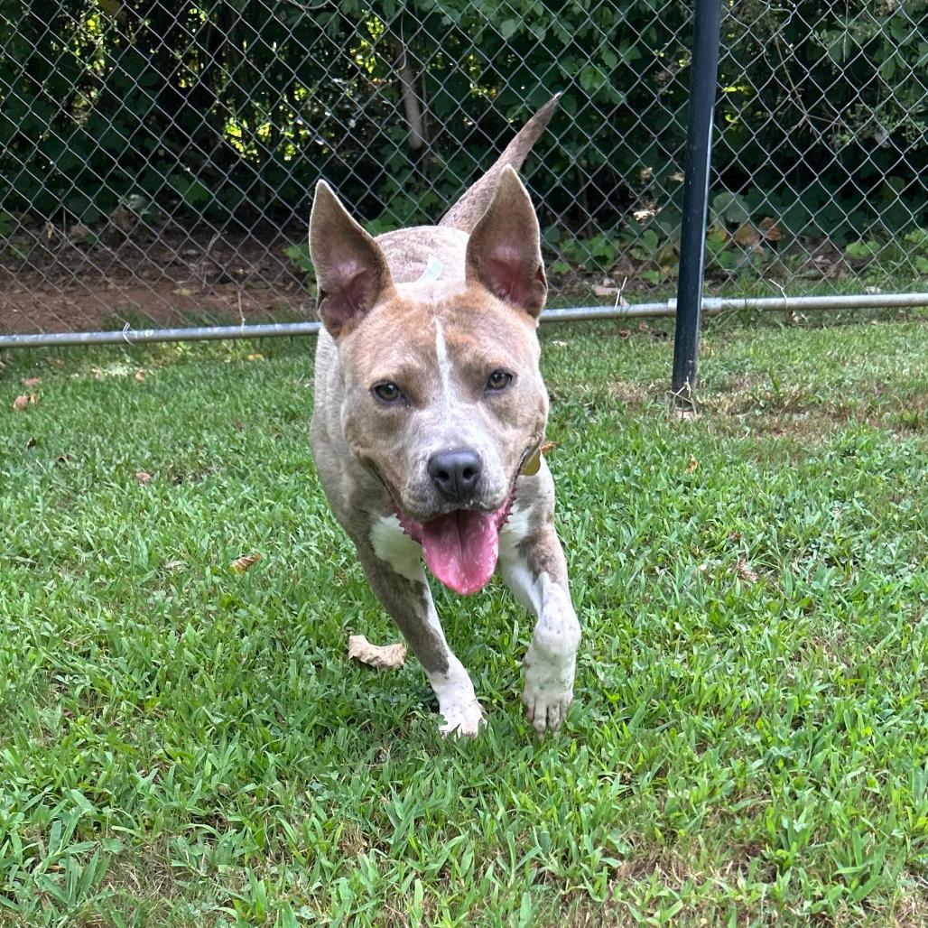 Pibbles