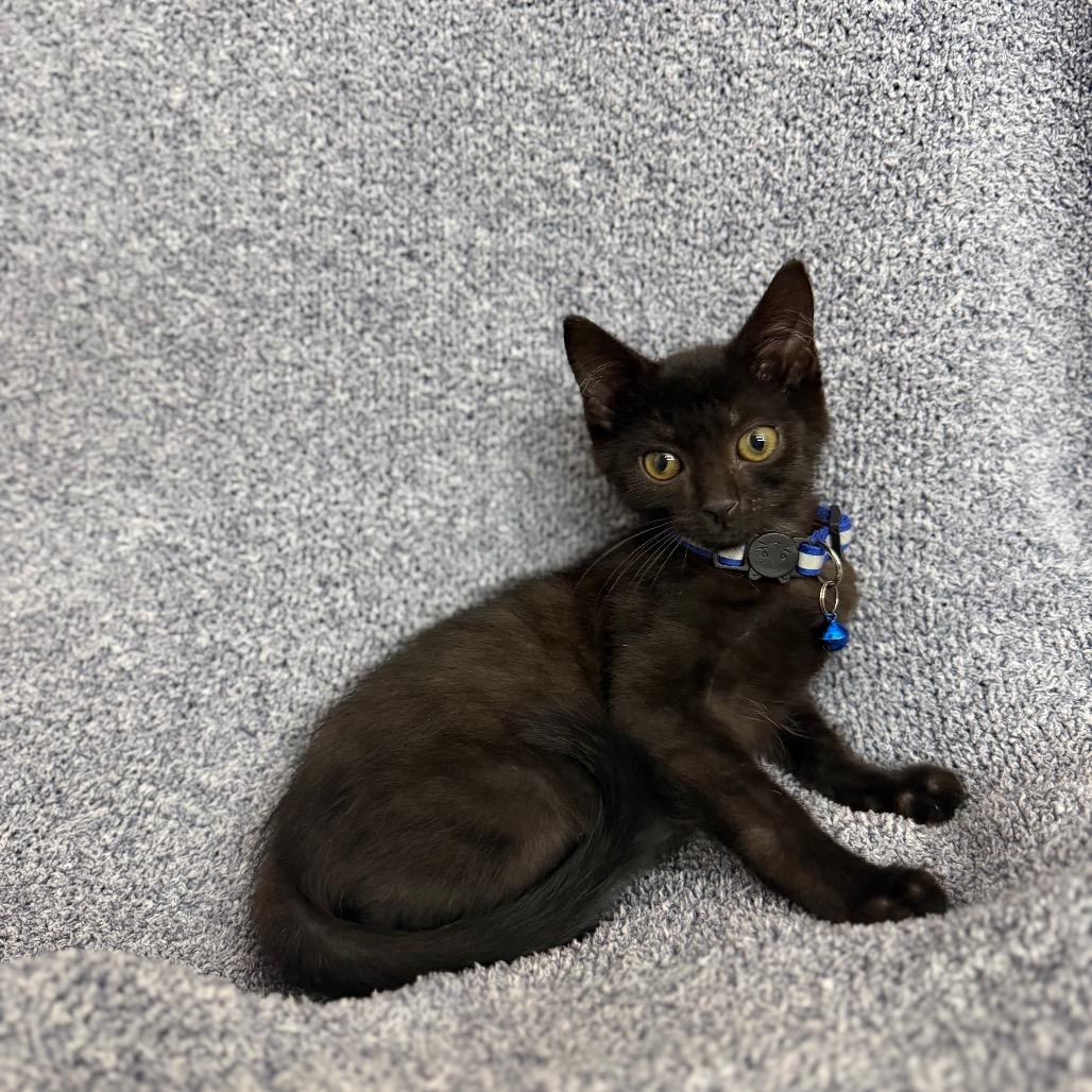 Pepper