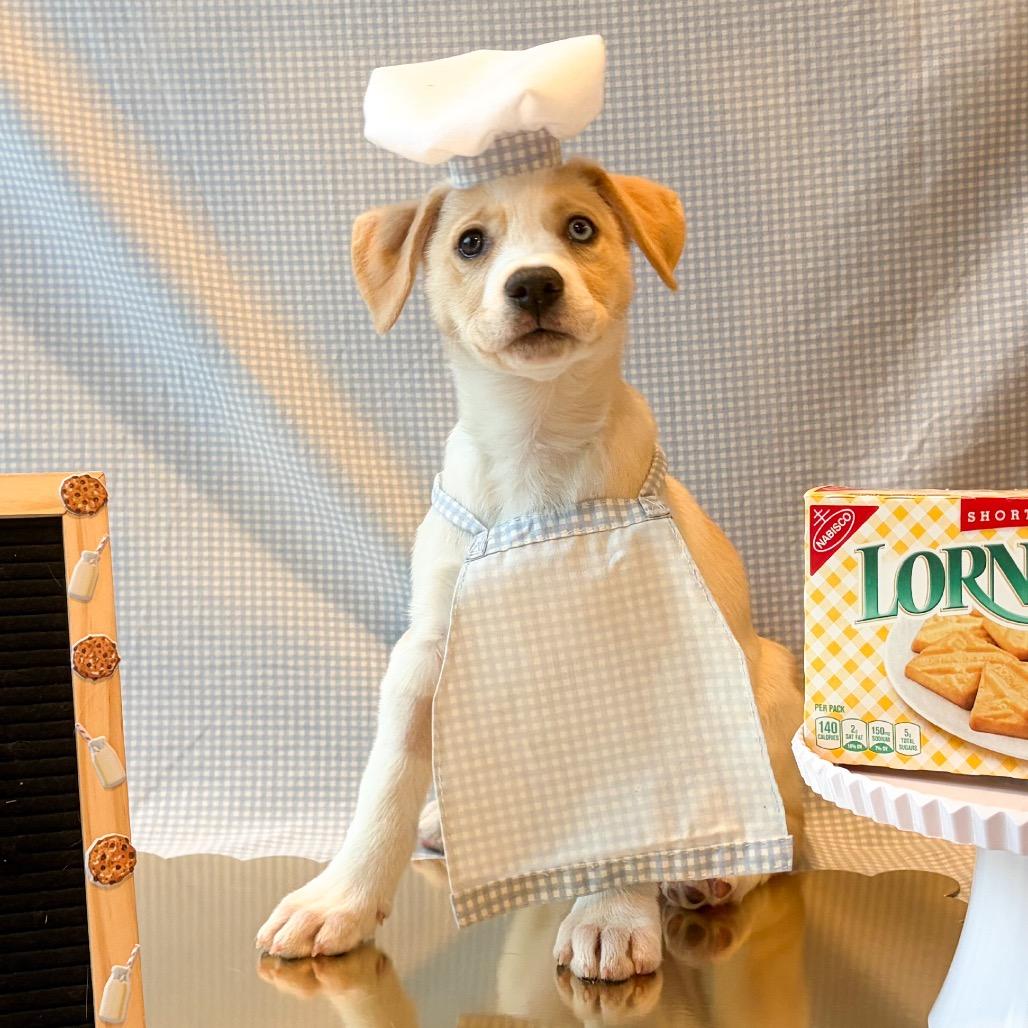 701A (2026) Lorna Doone