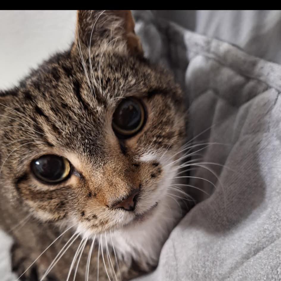 Sox