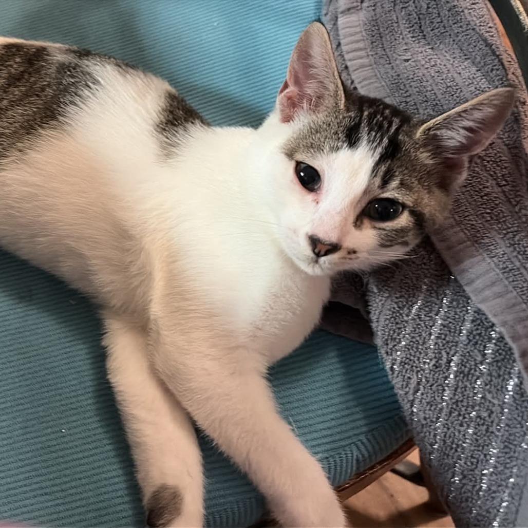 Ringo
