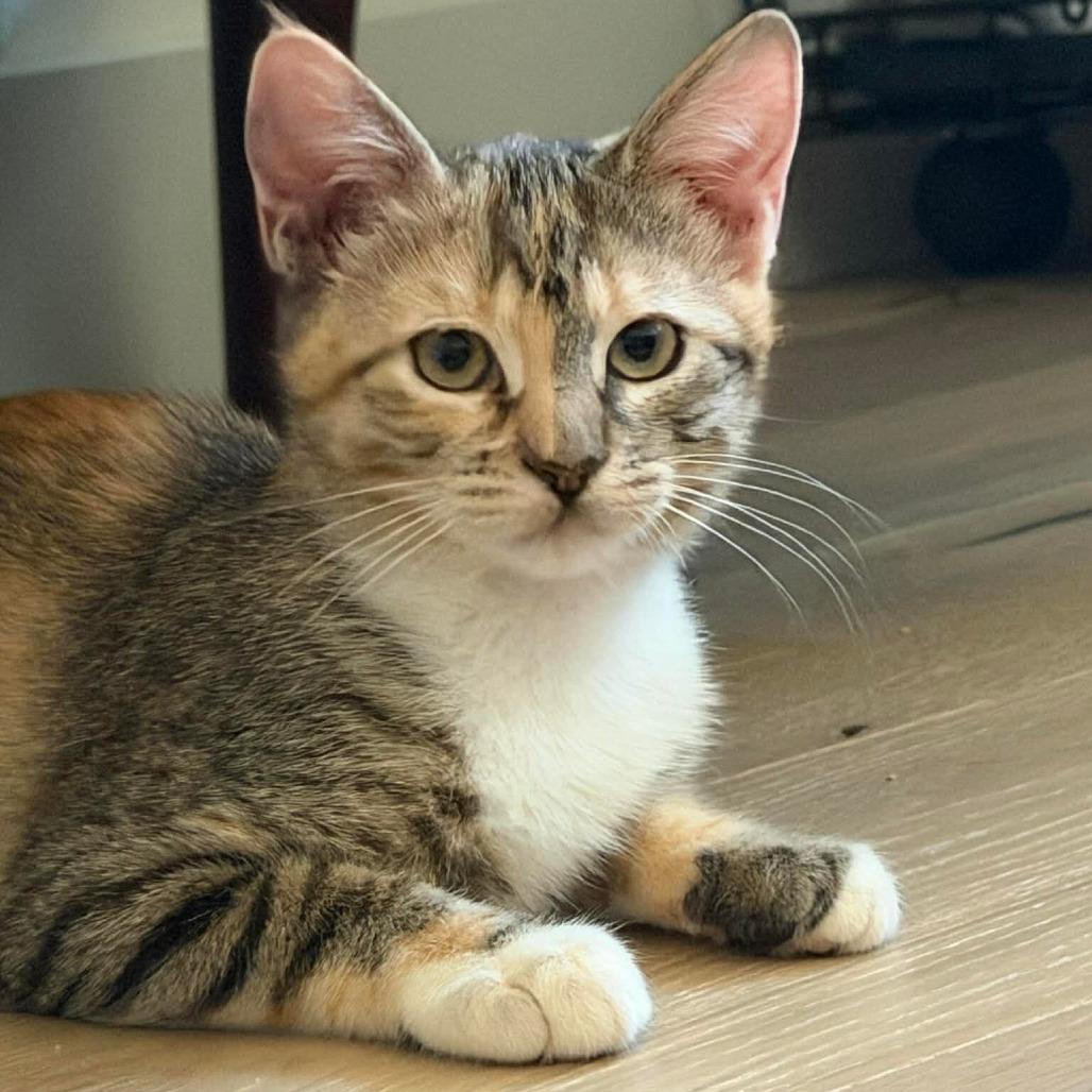 Amara
