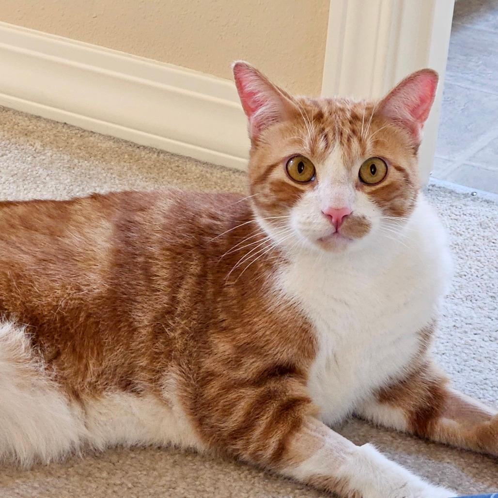 Archie