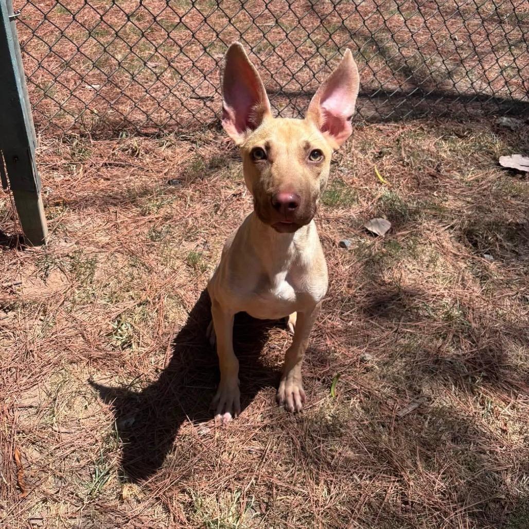 Bowie