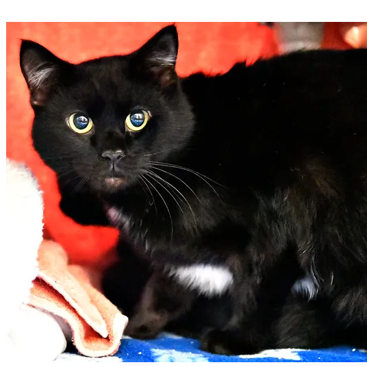 Onyx