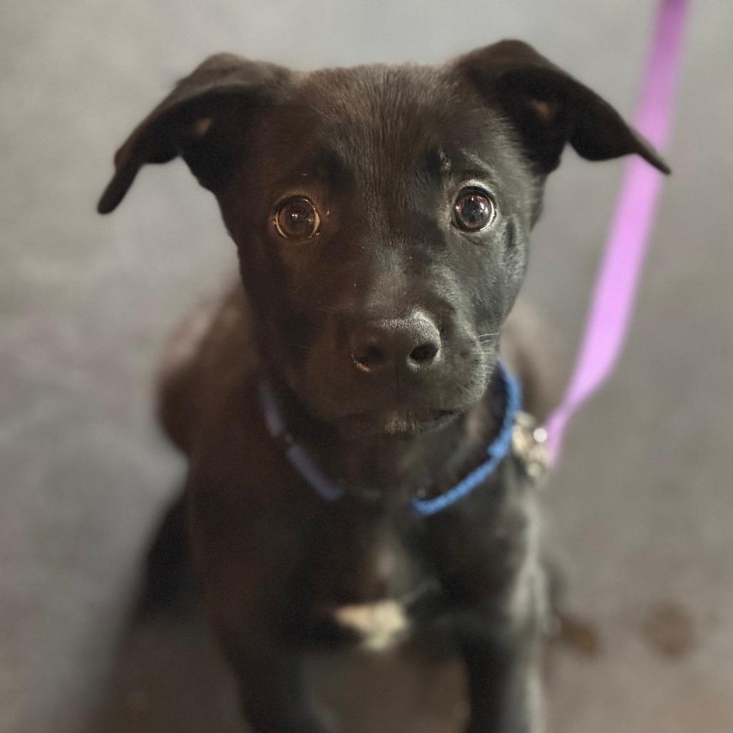 Snickerdoodle Rowan