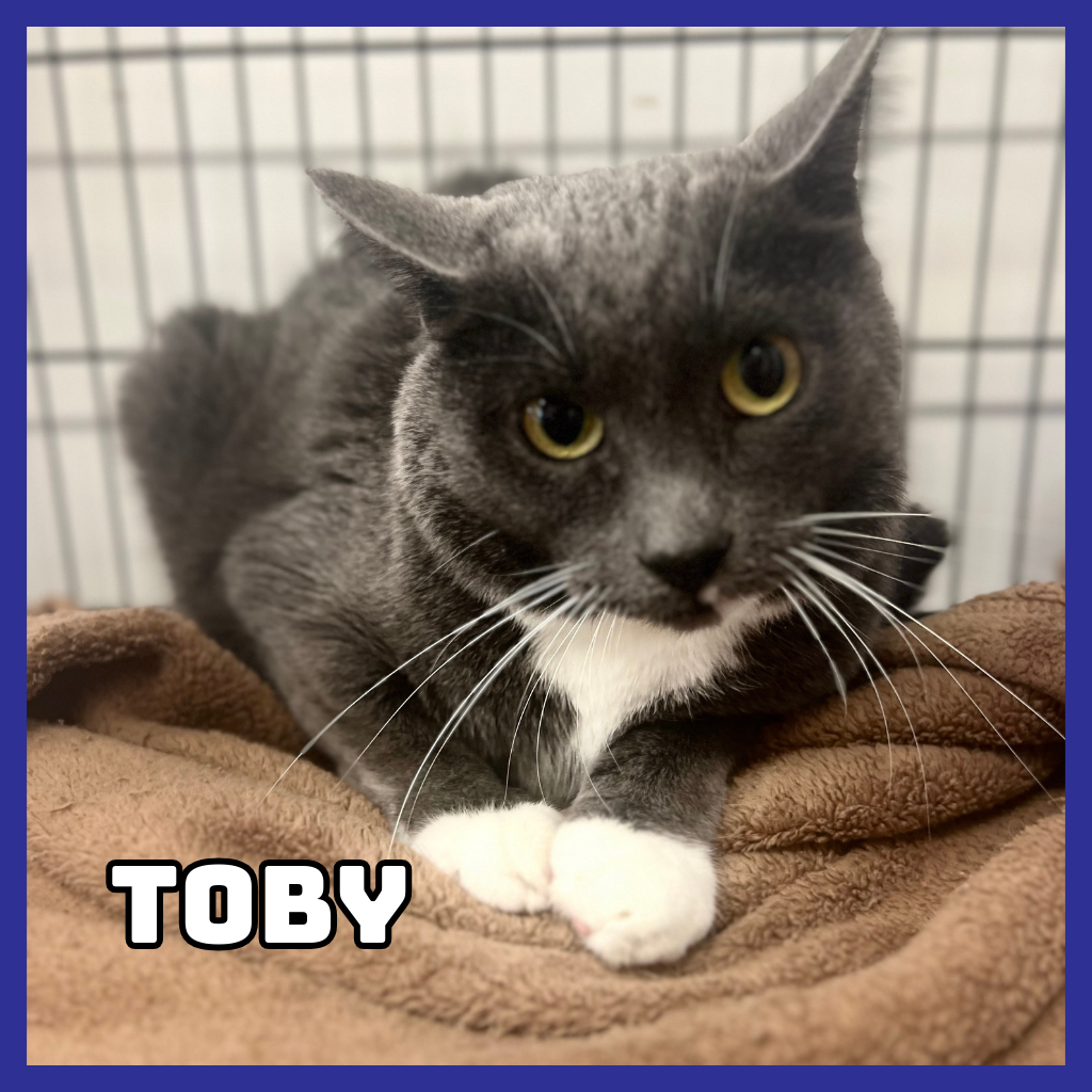 Toby