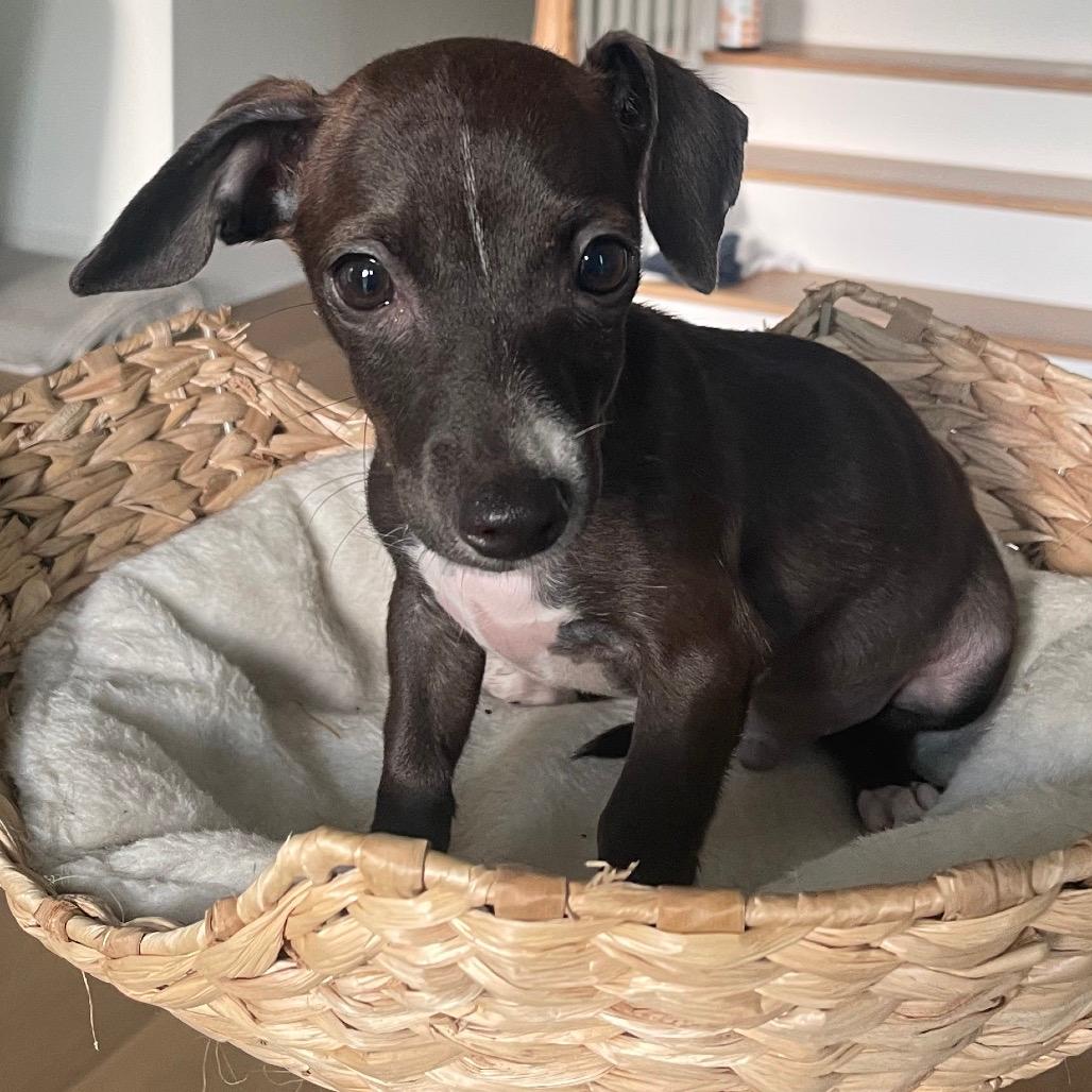 Oakley