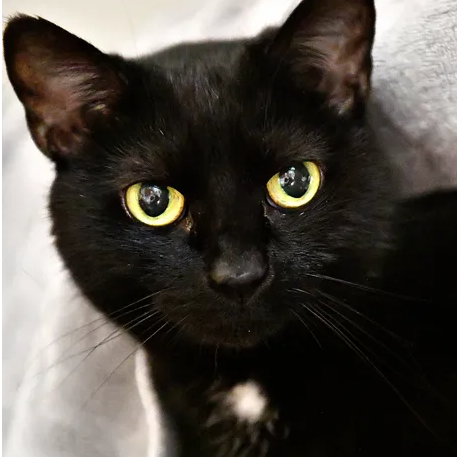 Isabella