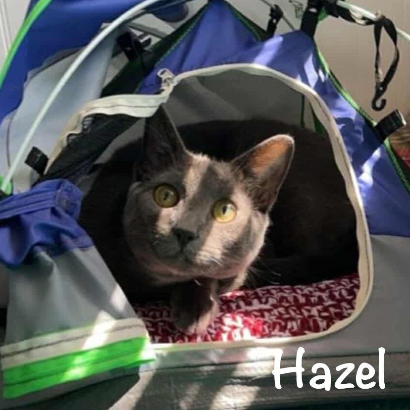 Hazel
