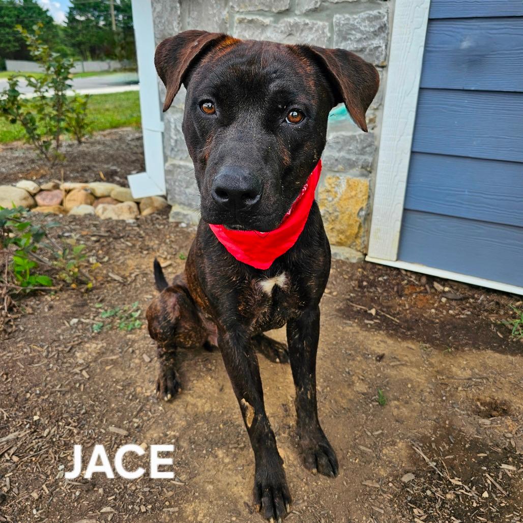 Jace
