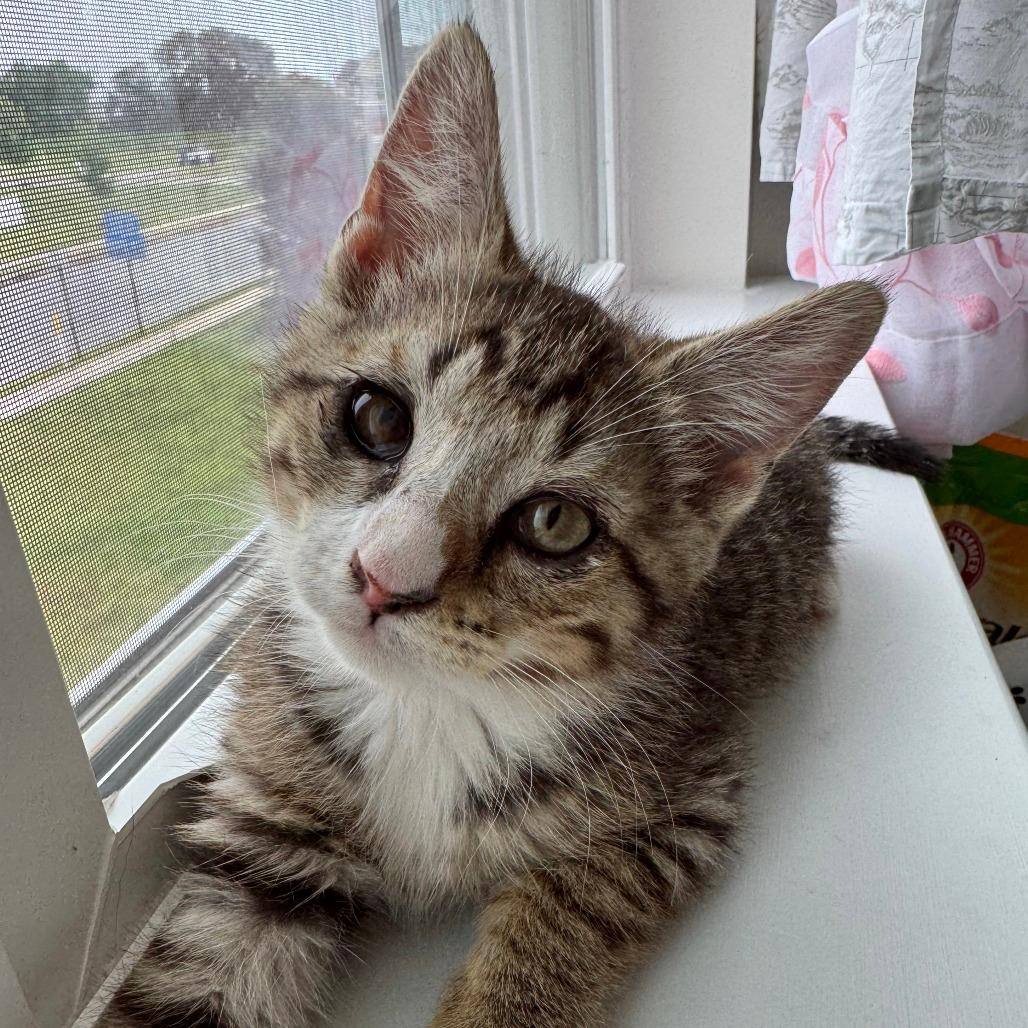 Finn