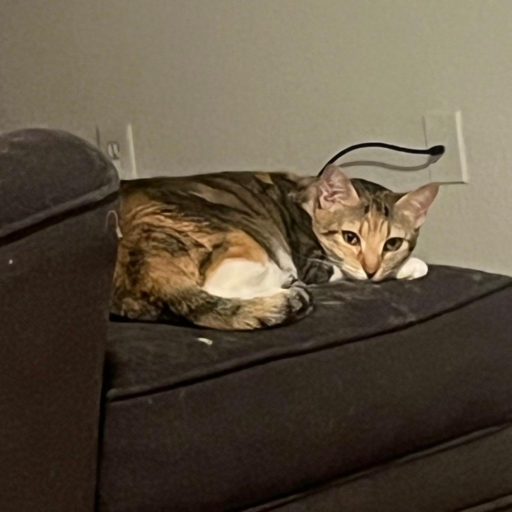 Savannah Smiles 