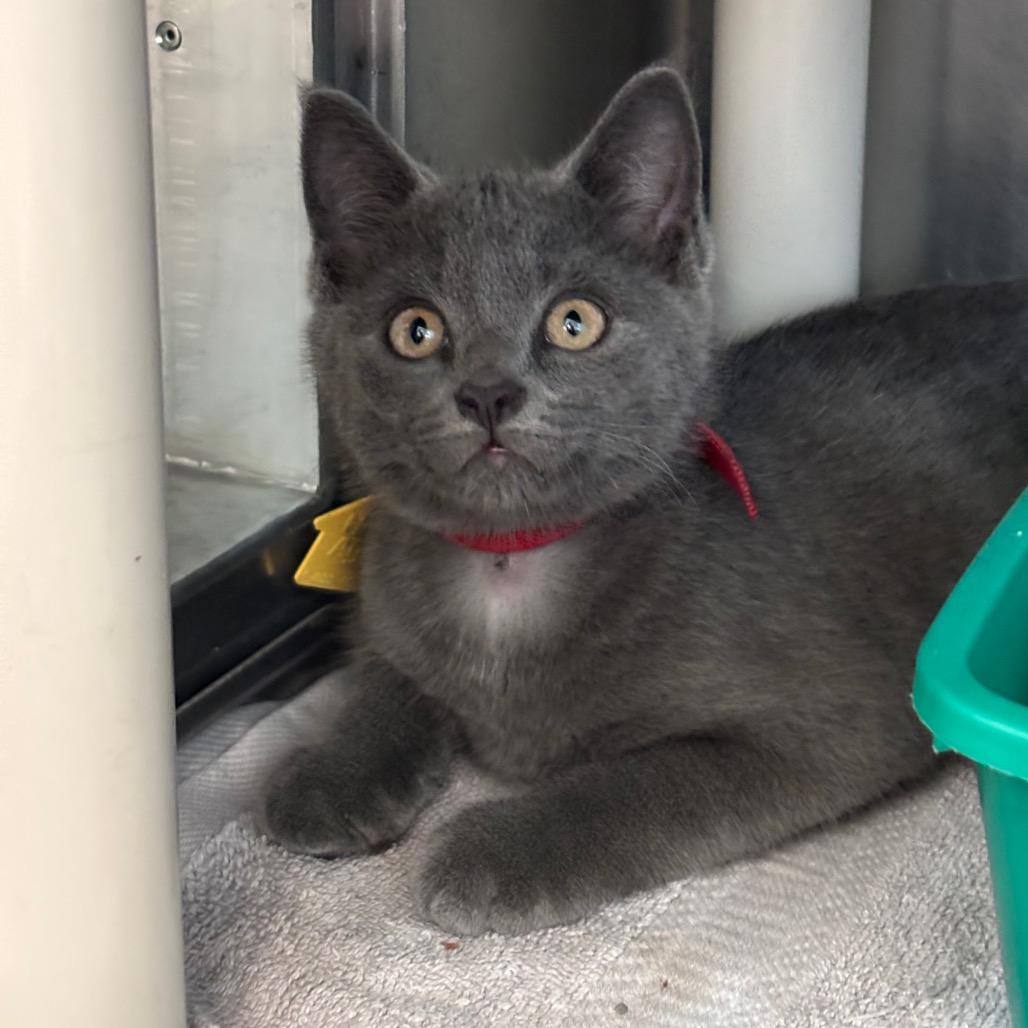 Summer- Tiny Spirit Kitten