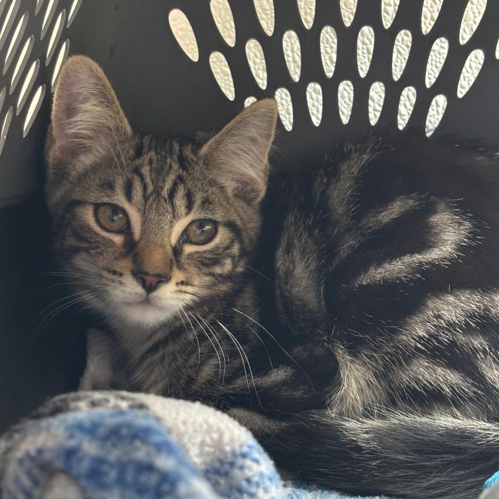 Snapdragon-Tiny Spirit Kitten 