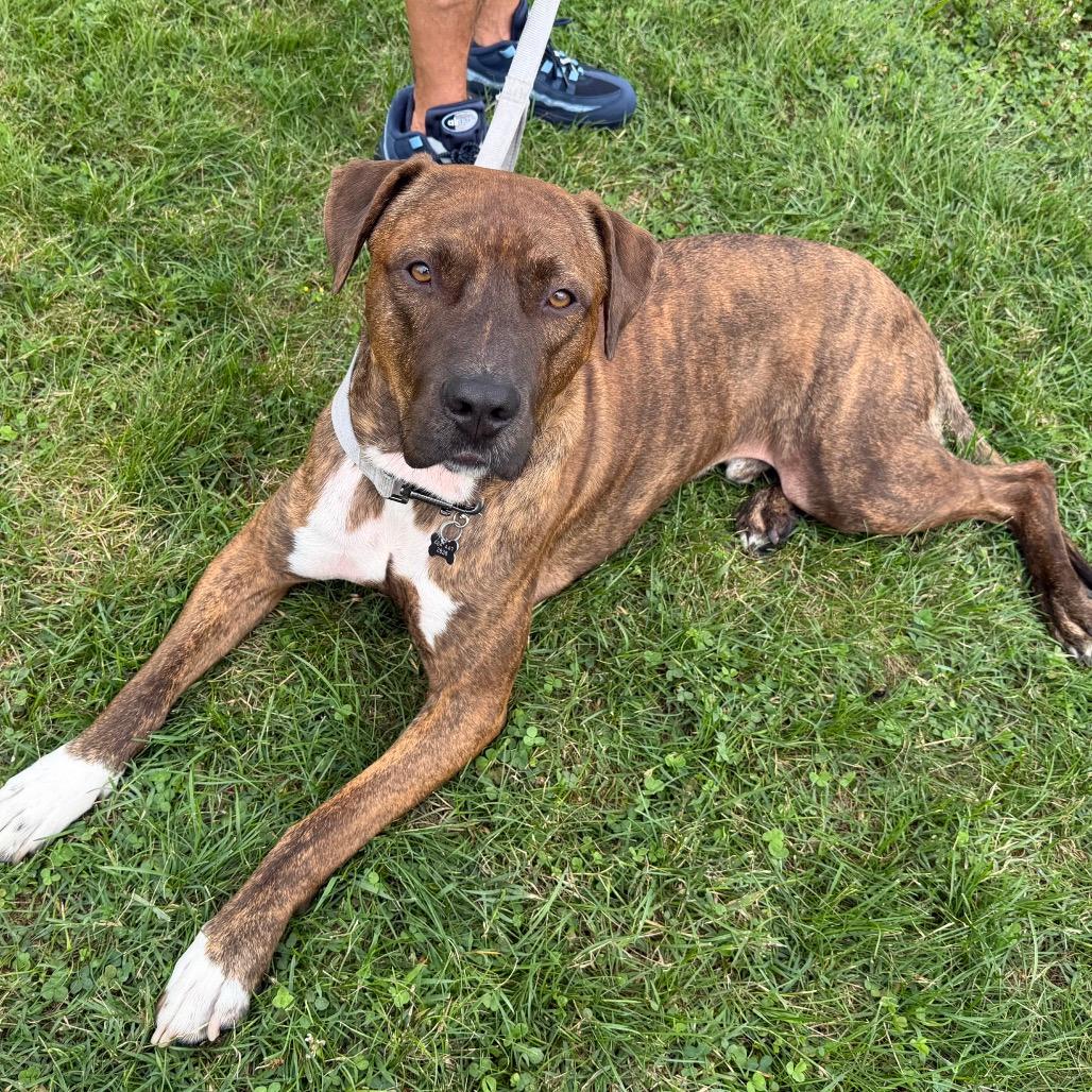Tiger - IN FOSTER
