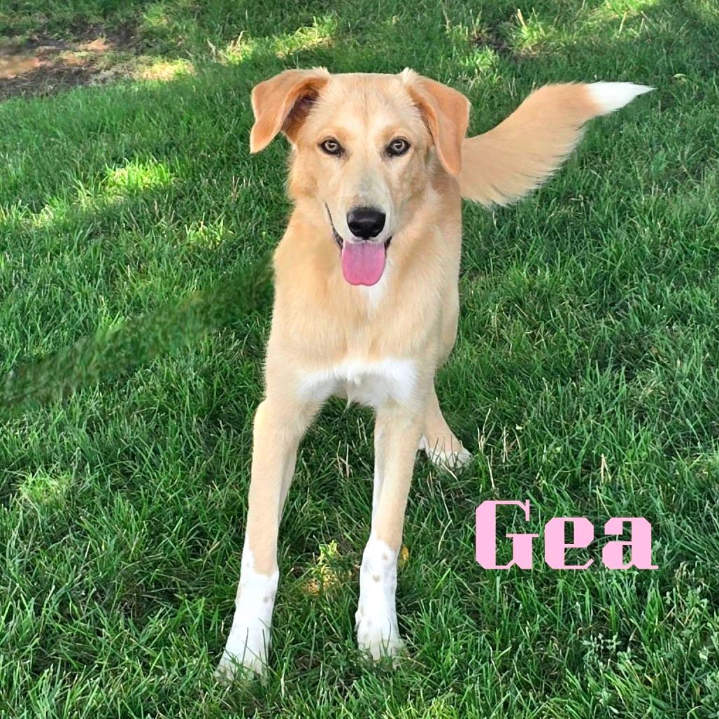 Gea