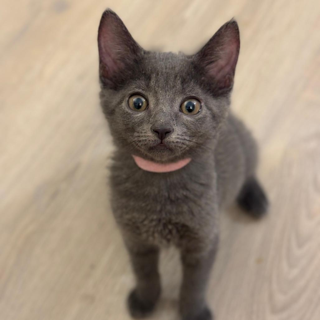 Soba (home adoption)